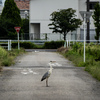 野鳥