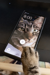 猫