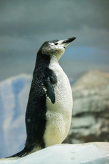 名古屋港水族館