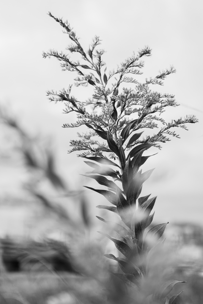 草