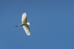 野鳥