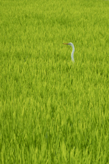 ひょっこり