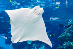 名古屋港水族館