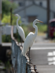 鳥