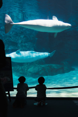 名古屋港水族館
