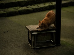 さくら猫の日常