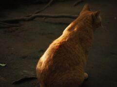 さくら猫