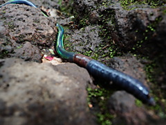 山の耕作者