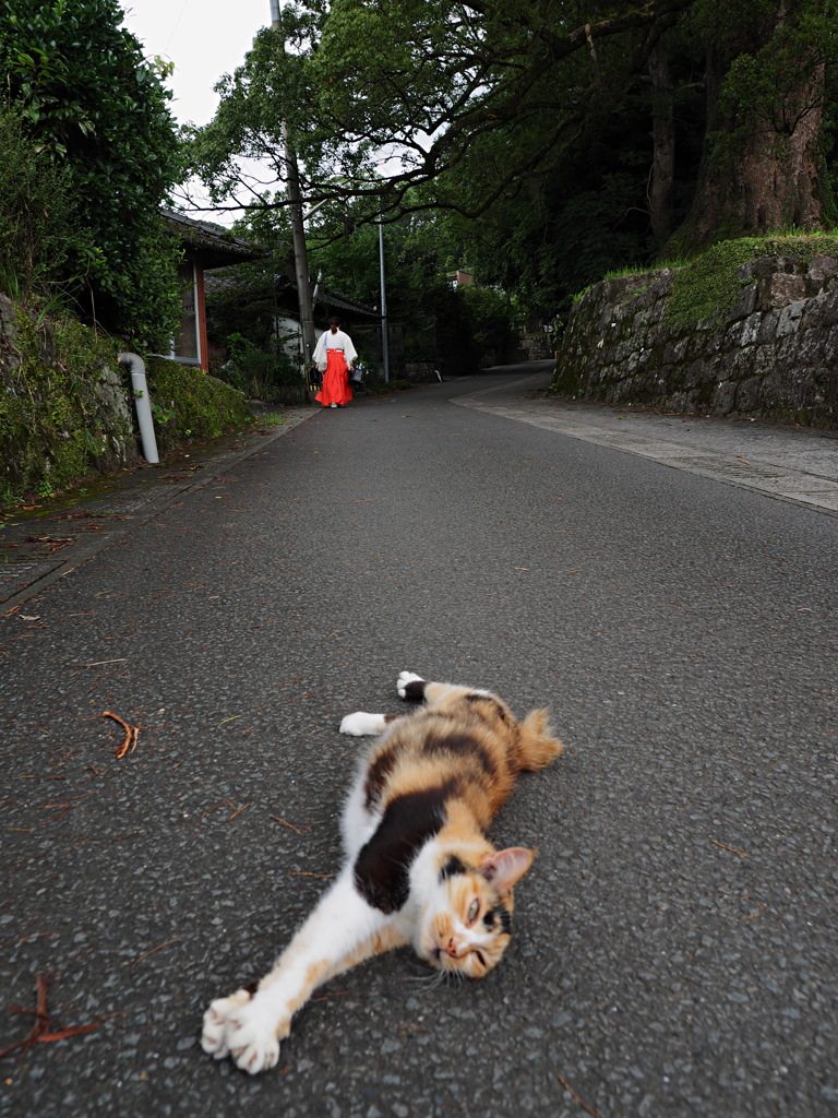 ネコトミコ
