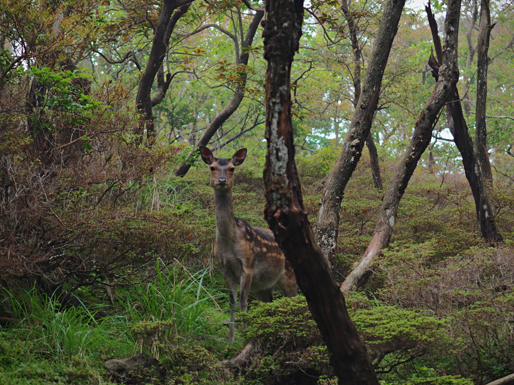 森景～出会い～