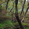 森景～出会い～