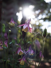 名も知らぬ花