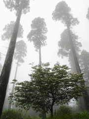 森景～霧～