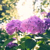 淡く輝く花