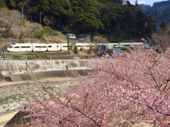 最後の箱根路、咲き誇るまで