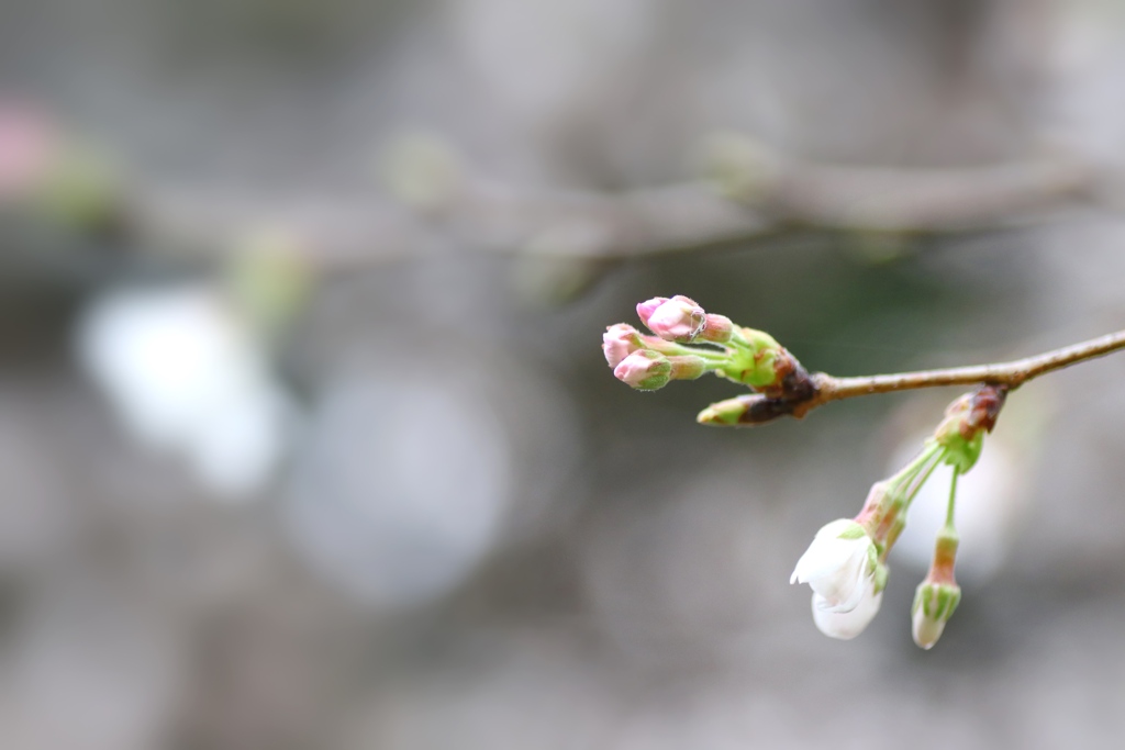 雪月花