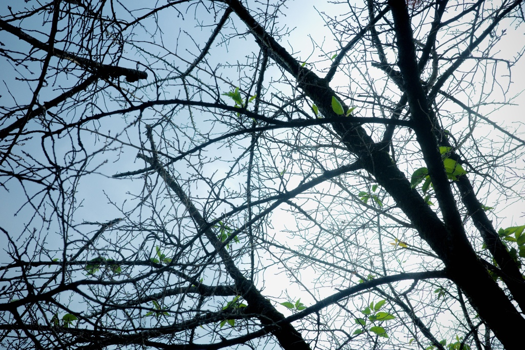 R0005667