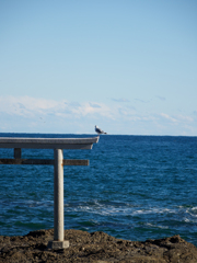 鳥居と鳥