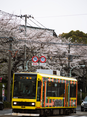 桜線