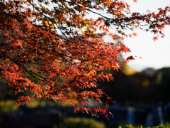紅葉