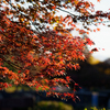 紅葉