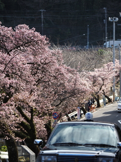 熱海桜