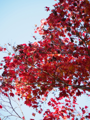 紅葉