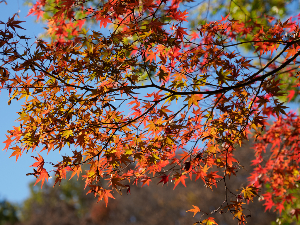 紅葉
