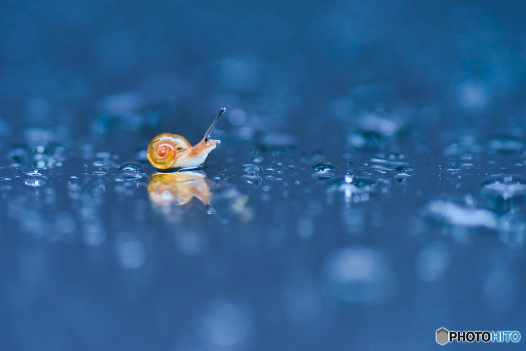 雨に唄えば