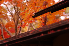 もみじ漂う秋の屋根