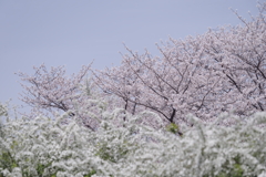 さくら　ほのかに