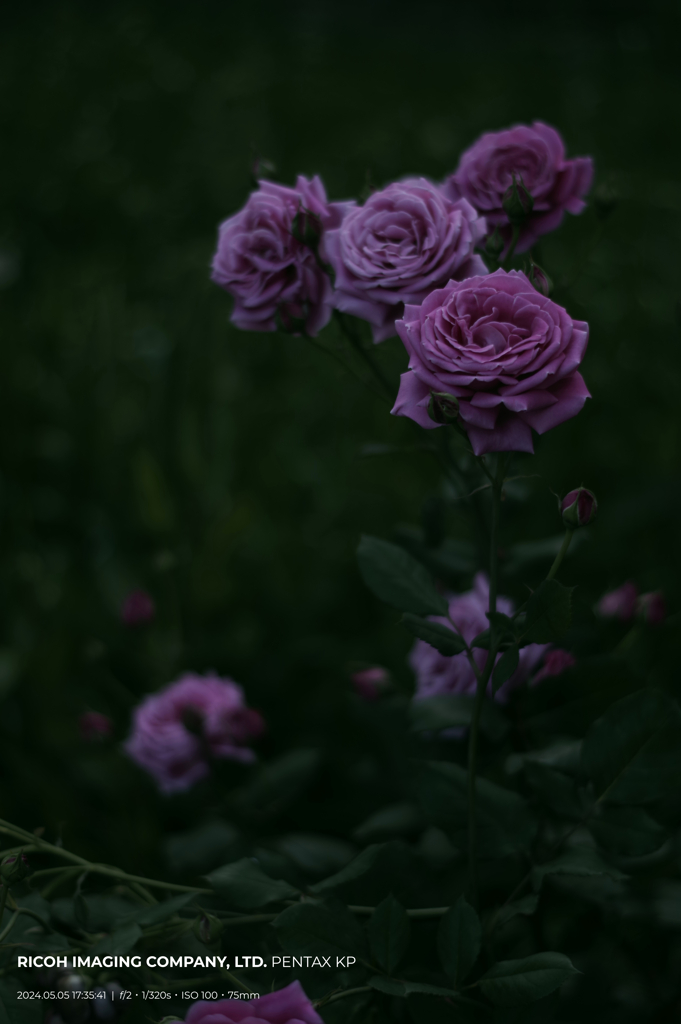 Evening Rose