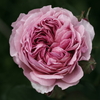 ロゼット咲きな薔薇 