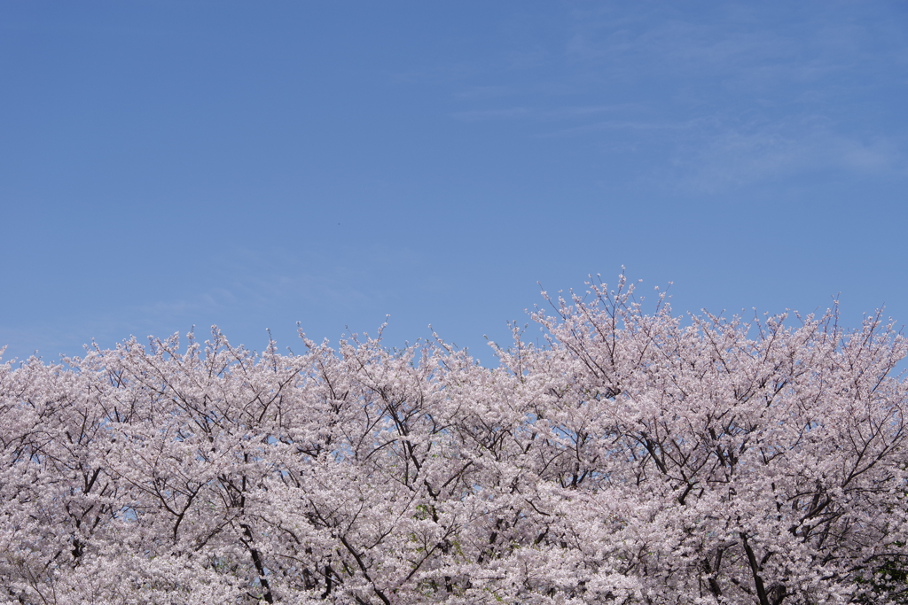 青空の櫻ー2024年4月