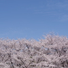 青空の櫻ー2024年4月