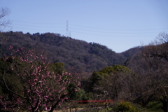 里山にある紅梅