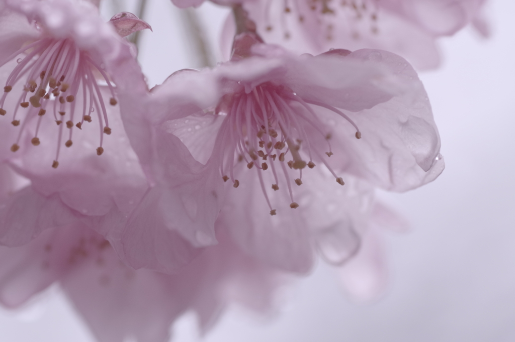 みずざくら❀