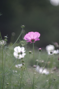 秋陽に煌めく秋桜