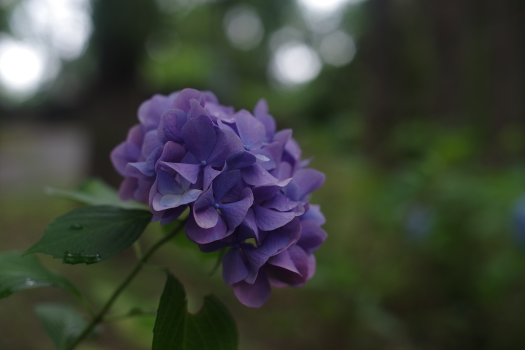 六月 紫陽花の想い出 ①
