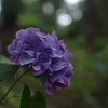 六月 紫陽花の想い出 ①