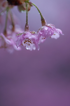 花時雨の色彩