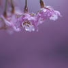 花時雨の色彩