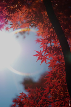 紅陽