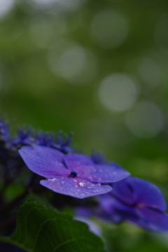 額紫陽花の雫