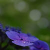 額紫陽花の雫