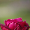 Deep Pink Impact