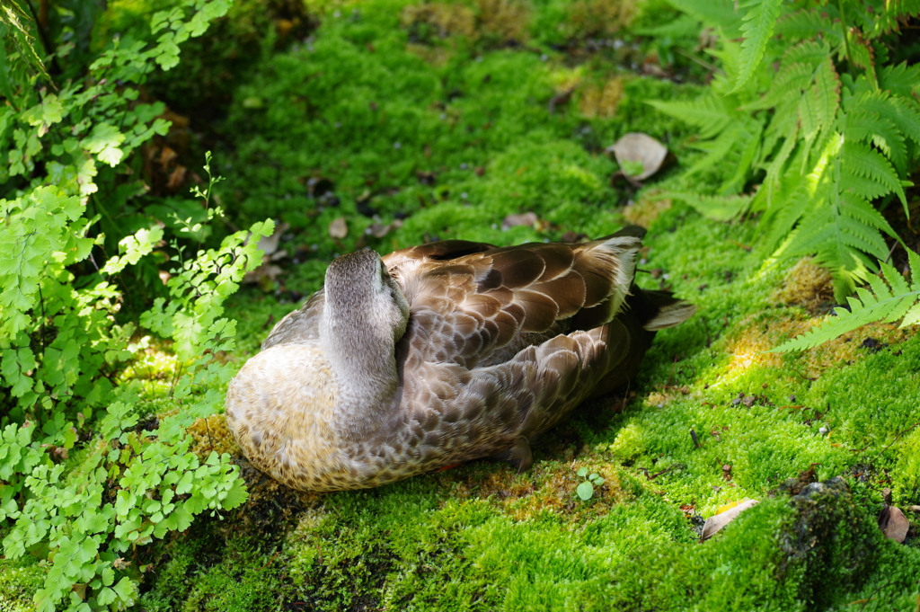 咲くやこの花館 この数ヶ月 館内 "ひるね"