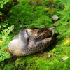 咲くやこの花館 この数ヶ月 館内 "ひるね"