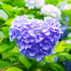 花の谷の♡な紫陽花