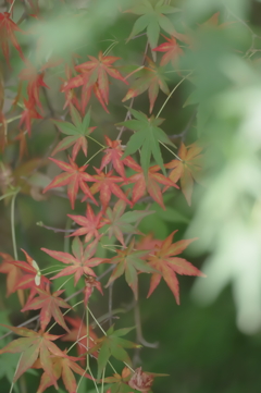 秋の音を垣間見た
